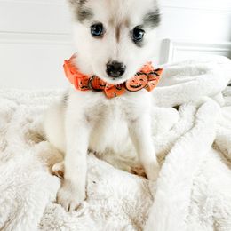 Female piebald - Black and white female Pomsky puppy in Leesburg, Virginia from Capital Pomsky