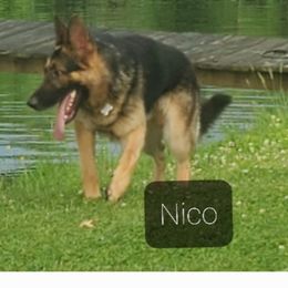 Nico - German Shepherd