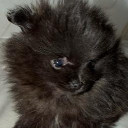 Violet - Black female Pomeranian puppy in Scio, Oregon from Mac Daddy Poms