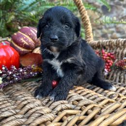 Kenny - Black and white male Aussiedoodle puppy in Lexington, Alabama from Johnson’s Highland Pride Aussiedoodles