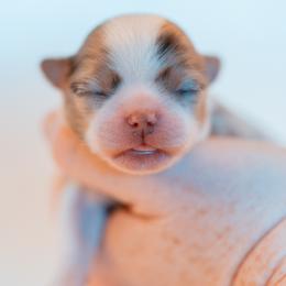 Chihuahua Puppies from Arizona Adventure Chihuahuas