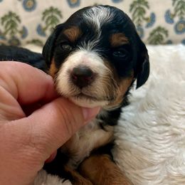 Piper - Tri-color female Bernedoodle puppy in Willacoochee, Georgia from Kitandkboodle's Doodles