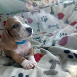 Boy 2 - Piebald male Dachshund puppy in Cumby, Texas from Dog Daze Ranch