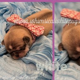Boy 1 - White male Pug puppy in Cleveland, Ohio from Whimsical White Pugs - Quality Comes First