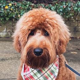 Ruby - Australian Labradoodle