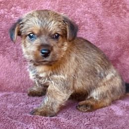 Turquoise Collar Female - Red female Norfolk Terrier puppy in Bristol, Tennessee from Holston Hollow Farm