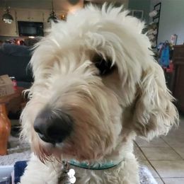 Goldendoodles and Shih Tzus from Angel Companions Farm