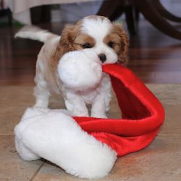 Cavalier King Charles Spaniels from Top Meadow Cavaliers