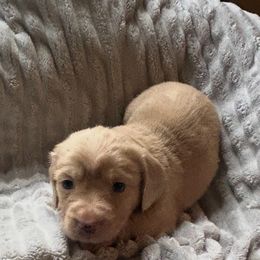 Girl 2 - Cream female Dachshund puppy in Laurel, Mississippi from BB's Dotsies