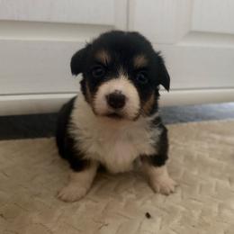 Full fluffy Ezra - Black and tan female American Corgi puppy in Decatur, Texas from Bar S Corgis