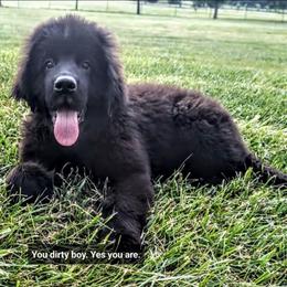 Black Newfoundland Male - Black male Newfoundland puppy in Burfordville, Missouri from Umfleet Farms