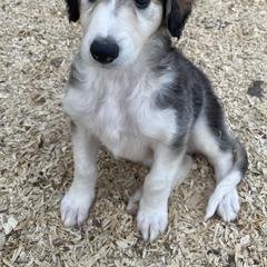 Borzoi Puppies from Pagosa Borzoi