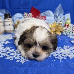 Gold Spotted Girl - Gold and white female Shih Tzu puppy in Vinita, Oklahoma from Locust Creek Shih Tzu & Havanese
