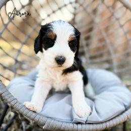 Aurora - Tri-color female Bernedoodle puppy in Wamego, Kansas from Doodles of Oz