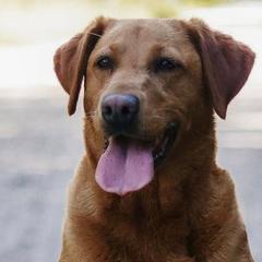 Labrador Retrievers from U.P. Labradors