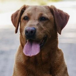 Labrador Retrievers from U.P. Labradors