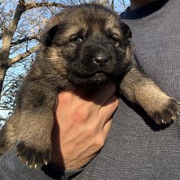 Anna - Sable female German Shepherd puppy in Moore, South Carolina from Von Zorhaus