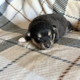 Ellis - Tri-color female Pomsky puppy in Doon, Iowa from Luxury Pomsky