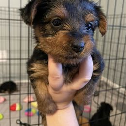 Yorkshire Terrier Puppies from Suttons Yorkies
