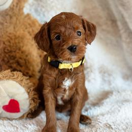 Lumi - Red  female Goldendoodle puppy in Wharton, Texas from Little Fur Friends