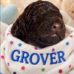 Grover - Brown male Poodle puppy in Thornton, Colorado from Shandy Poodle