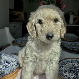 Autumn - Cream male Goldendoodle puppy in Greenville, North Carolina from ENC Goldendoodles