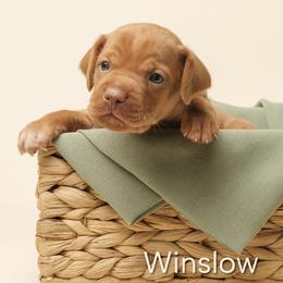 Winslow (blue collar) - Golden rust male Vizsla puppy in Alvord, Texas from Tequila Kennels