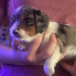Dezzy - Piebald female Dachshund puppy in Pennsville, New Jersey from Bay Acres Dachshunds