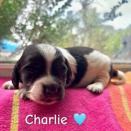 Charlie - Piebald male Dachshund puppy in Aiken, South Carolina from State Eight Dachshunds