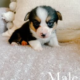 Buzz - Black and tan male Pembroke Welsh Corgi puppy in Lebanon, Oregon from Highland Meadow Corgis