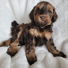 Australian Cobberdog Puppies from Heartland Hills Australian Cobberdogs