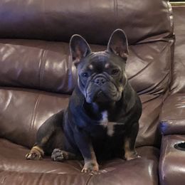 French Bulldog All Grown Up from Superior Frenchies
