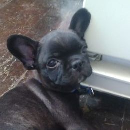 French Bulldogs from Gino's French Bulldogs