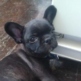 French Bulldogs from Gino's French Bulldogs
