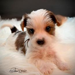 Girl 5 brown - Parti female Yorkshire Terrier puppy in Machesney Park, Illinois from Three Yorkie Family