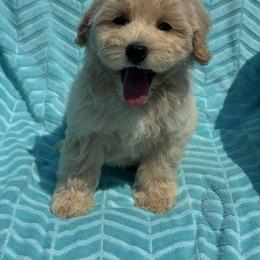 Baby black - Cream male Maltipoo puppy in Berea, Kentucky from Blair’s Furry Friends