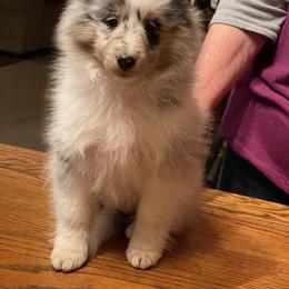 Shetland Sheepdog Puppies from BranGay Shetland Sheepdogs Since 1971