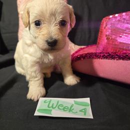 Mamma Mia - White female Maltipoo puppy in Sahuarita, Arizona from Cowgirl's Legacy Maltipoos
