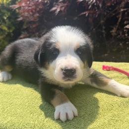 Pink Girl - Black, white and red female Greater Swiss Mountain Dog puppy in Oregon City, Oregon from Runamuck's Greater Swiss Mountain Dogs