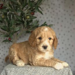 Buzz - Apricot male Goldendoodle puppy in Apopka, Florida from Rae Precious Puppies