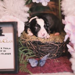 Boy 3 (Hondo x Tesla) - Black and white male Border Collie puppy in Bryantown, Maryland from Bellaclan Border Collies