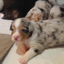 Boy 1 - male Australian Shepherd puppy in Cape Girardeau, Missouri from Promise Keeper Kennel