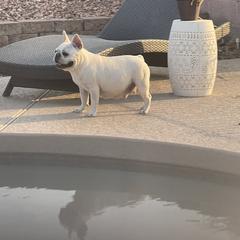 Snowball - French Bulldog