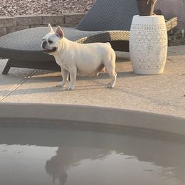 Snowball - French Bulldog