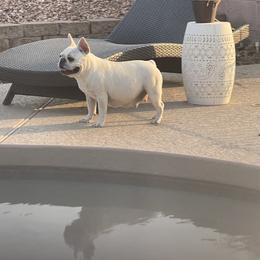 Snowball - French Bulldog