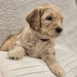 Goldendoodle Puppies from Pemberley Puppies