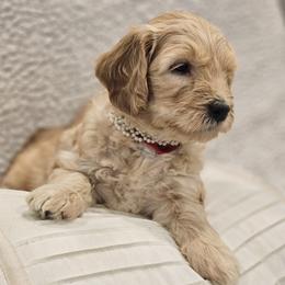 Goldendoodle Puppies from Pemberley Puppies