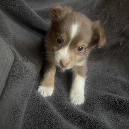 Red and white tri male - Red tri male Toy Australian Shepherd puppy in Springfield, Missouri from Donnie's Miniature & Toy Australian Shepherds