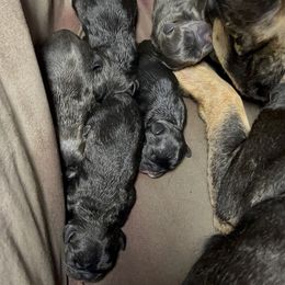 French Bulldog Puppies from Ayala’s