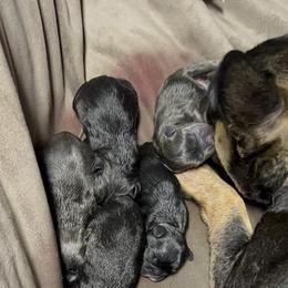 French Bulldog Puppies from Ayala’s